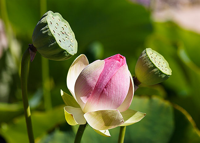 Symbol Garden Lotus
