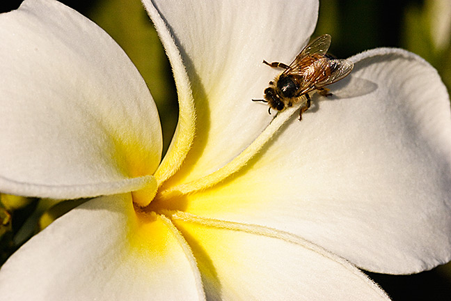 Plumeria and Bee
