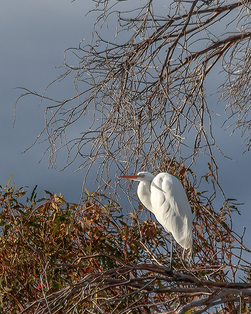 Great White Egret at Evening